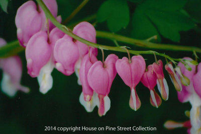 Vintage Blooms - Bleeding Heart.jpg