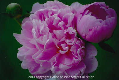 Southern Beauty - Peonies.jpg