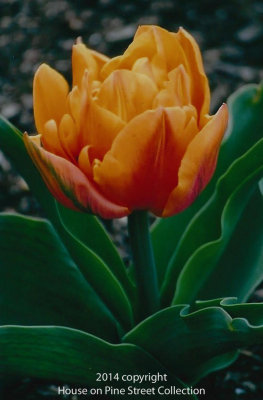 Spring Sunrise.jpg