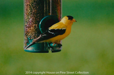 Sitting Pretty - American Finch.jpg