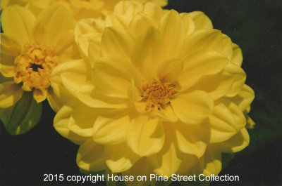 Summer Day - Dahlia.jpg