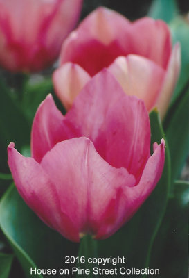Tulip Festival.jpg