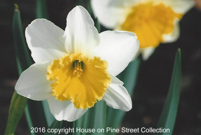 Daffodil Delight.jpg