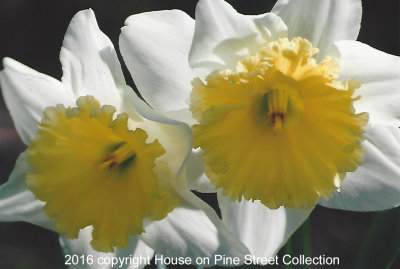 Daffodil Ruffles.jpg