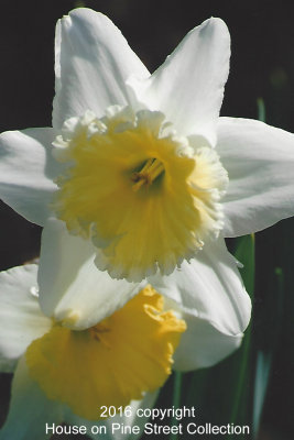 March Meadow.jpg