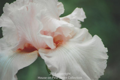 Peach Ruffles