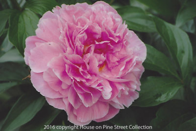 Eternal Beauty  Peony.jpg