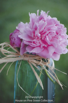 Grandmother's Peony.jpg