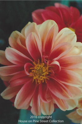 Kaleidoscope - Dahlia.jpg