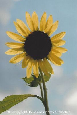 Suncatcher.jpg