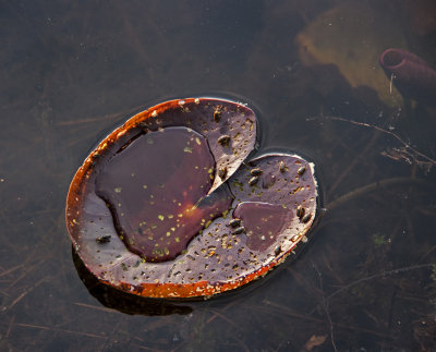 Waterlily leaf