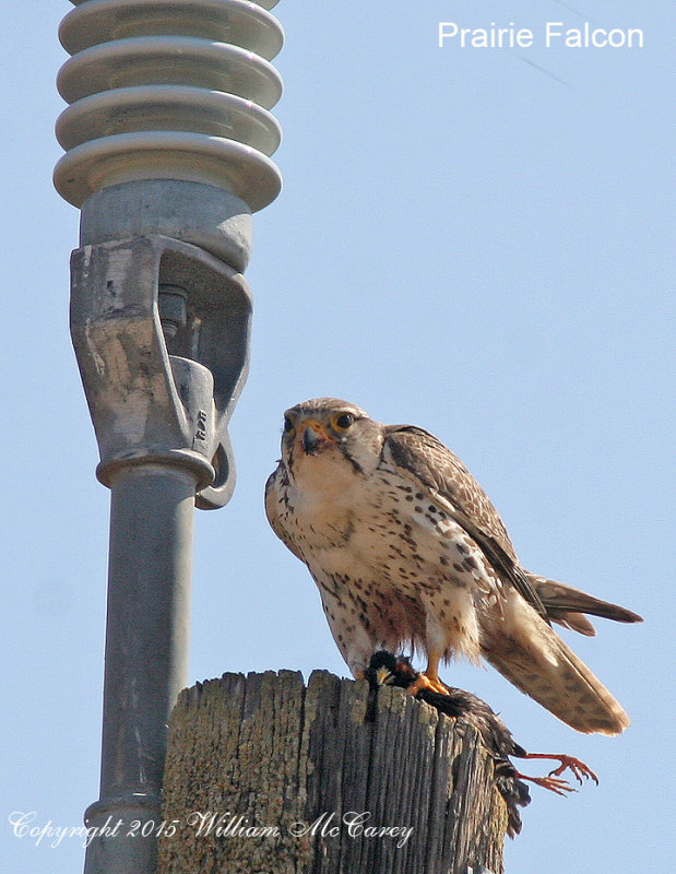 Prairie Falcon with prey