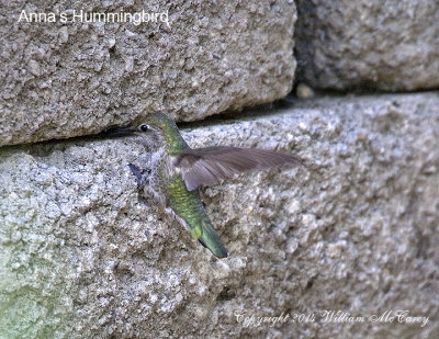 HUMMERS