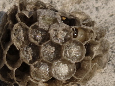 AIMG_4561.jpg