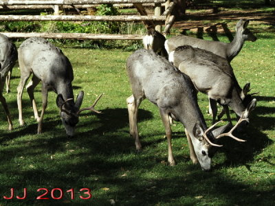 AIMG_0329.jpg