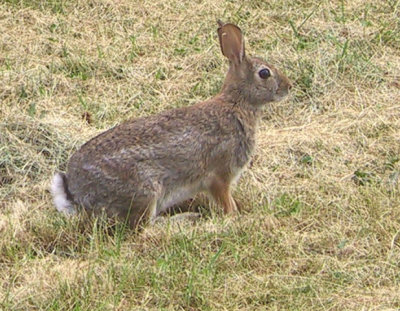 104-0485_IMG.jpg