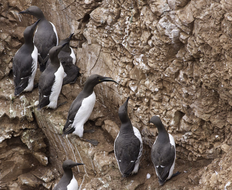 Zeekoet - Common Guillemot - Uria aalge