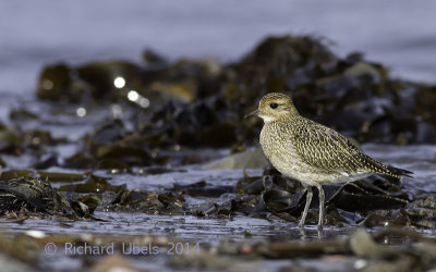 Goudplevier-Golden Plover-Pluvialis apricaria