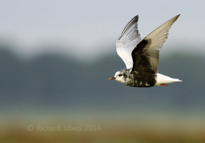 Witvleugelstern - White-winged Tern - Chlidonias leucopterus