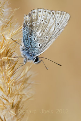 Icarusblauwtje - Common Blue Accepted - Polyommatus icarus