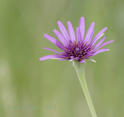 Paarse Morgenster - Salsify - Tragopogon porrifolius