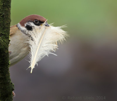 Ringmus - Eurasian Tree Sparrow 