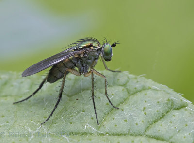 Slankpootvlieg - Long-legged Fly - Poecilobothrus nobilitatus