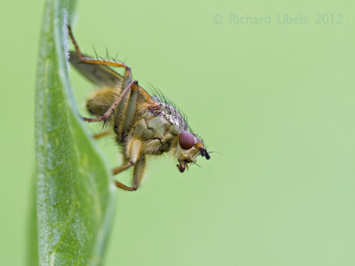 Strontvlieg - Yellow Dung Fly - Scathophraga stercoraria