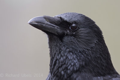 Zwarte kraai - Carrion Crow - Corvus corone