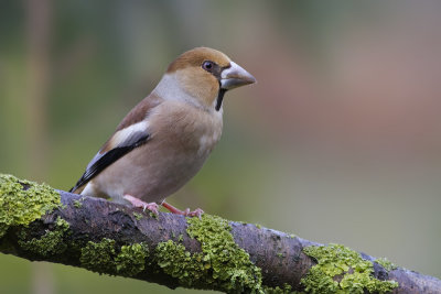 Appelvink - Hawfinch - Coccothraustes coccothraustes