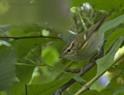 Bladkoning - Yellow-browed Warbler - Phylloscopus inornatus