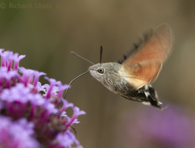 Kolibrivlinder - Humming-bird Hawk Moth - Macroglossum stellatarum