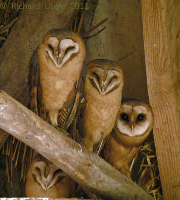 Kerkuil - Western Barn Owl - Tyto alba