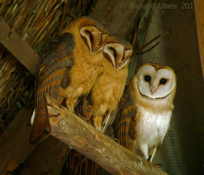 Kerkuil - Western Barn Owl 