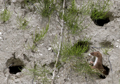 Wezel - Weasel - Mustela nivalis