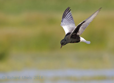Witvleugelstern - White-winged Tern - Chlidonias leucopterus