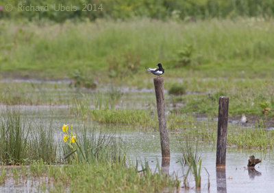 Witvleugelstern - White-winged Tern - Chlidonias leucopterus