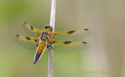 Viervlek - Four-spotted Chaser