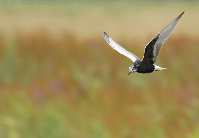 Witvleugelstern - White-winged Tern - Chlidonias leucopterus