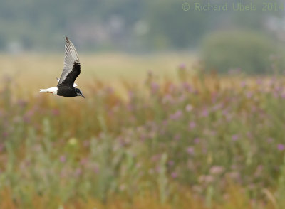 Witvleugelstern - White-winged Tern - Chlidonias leucopterus