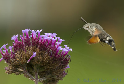 Kolibrivlinder - Humming-bird Hawk Moth - Macroglossum stellatarum