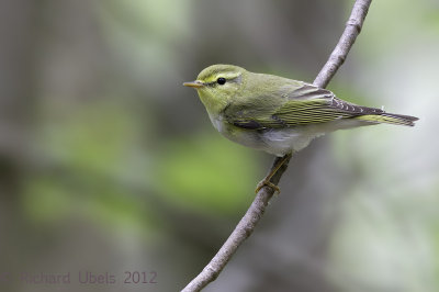 Fluiter - Wood Warbler - Phylloscopus sibilatrix