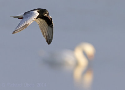 Witvleugelstern - White-winged Tern - Chlidonias leucopterus