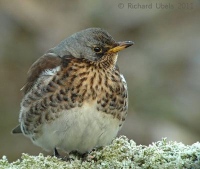 Kramsvogel - Fieldfare - Turdus pilaris