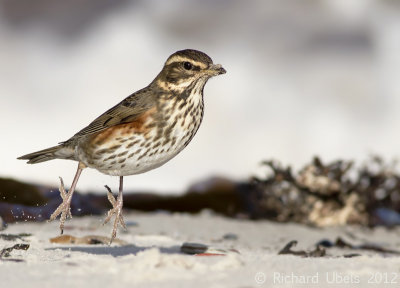 Koperwiek - Redwing - Turdus iliacus