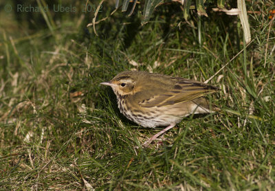 Siberische Boompieper - Olive-backed Pipit