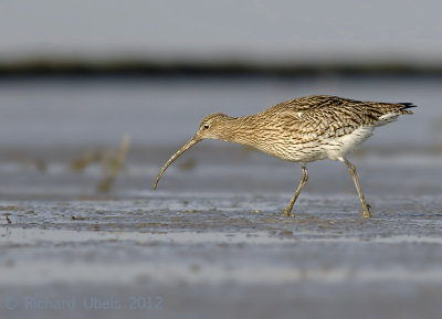 Wulp - Eurasian Curlew - Numenius arquata