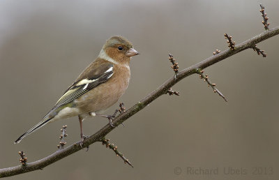 Vink - Common Chaffinch 