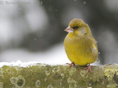 Groenling - European Greenfinch - Chloris chloris