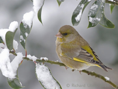 Groenling - European Greenfinch - Chloris chloris